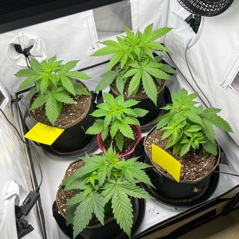Gorilla Glue Auto growlog timeline photo