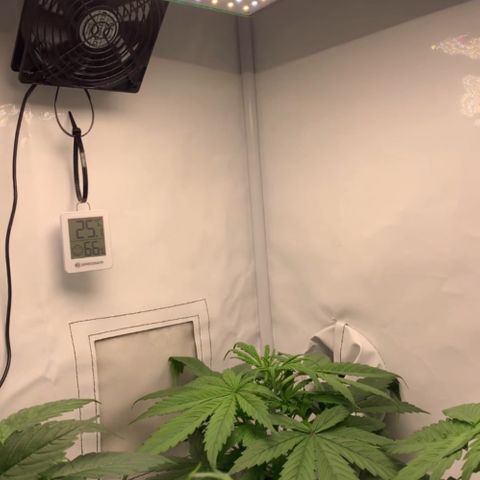 Gorilla Glue Auto growlog timeline photo