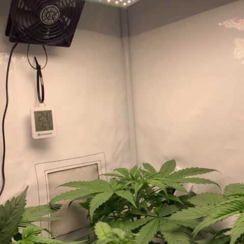 Gorilla Glue Auto growlog timeline photo