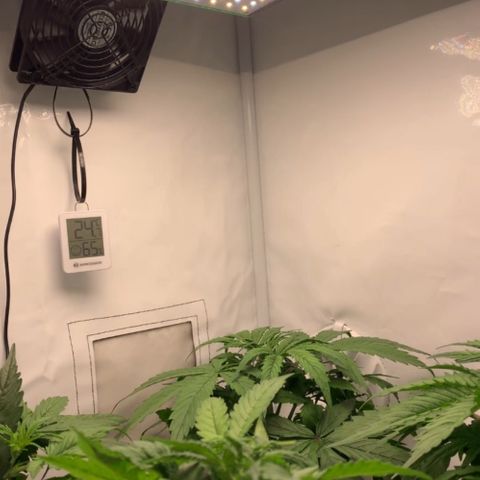 Gorilla Glue Auto growlog timeline photo