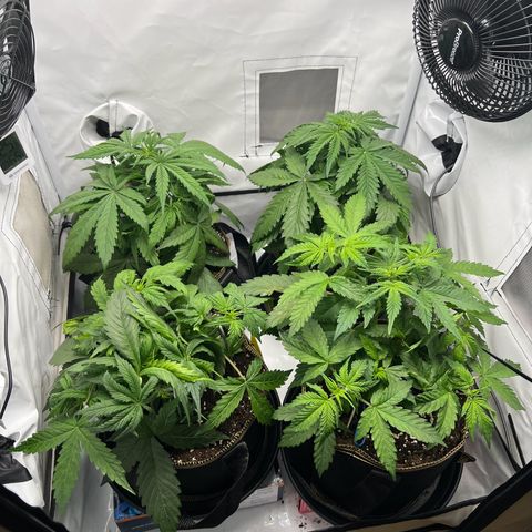 Gorilla Glue Auto growlog timeline photo