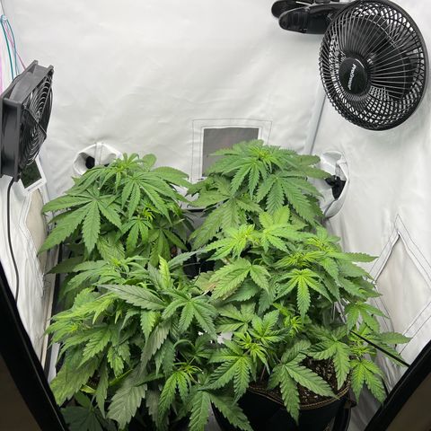 Gorilla Glue Auto growlog timeline photo