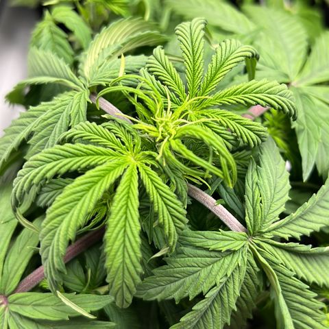 Gorilla Glue Auto growlog timeline photo