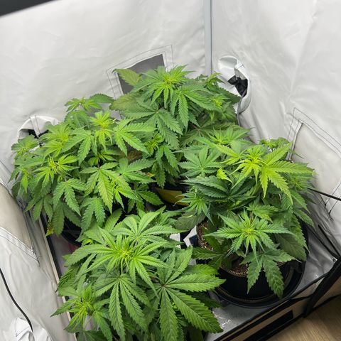 Gorilla Glue Auto growlog timeline photo