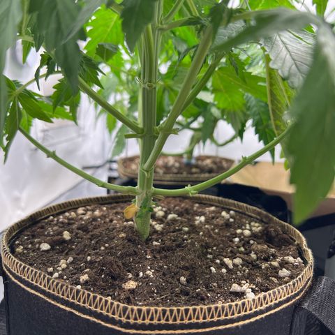 Gorilla Glue Auto growlog timeline photo