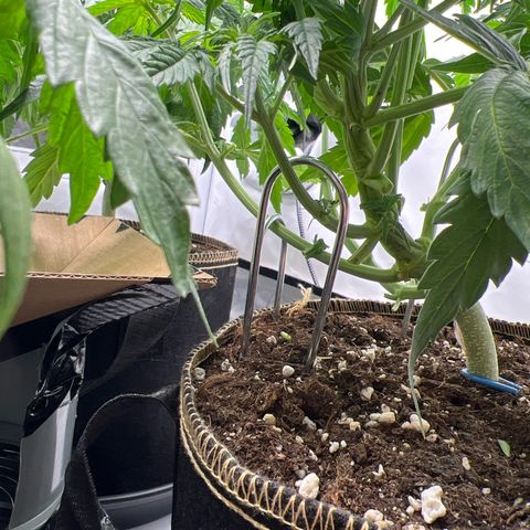 Gorilla Glue Auto growlog timeline photo