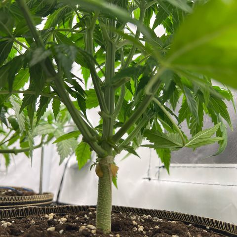 Gorilla Glue Auto growlog timeline photo