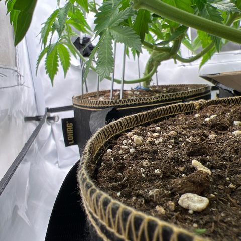 Gorilla Glue Auto growlog timeline photo