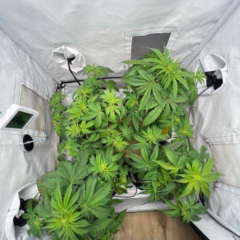 Gorilla Glue Auto growlog timeline photo