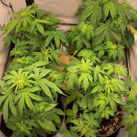 Gorilla Glue Auto growlog timeline photo