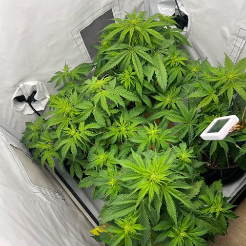 Gorilla Glue Auto growlog timeline photo