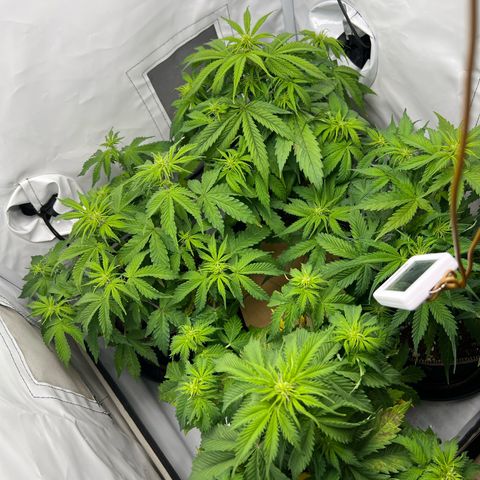 Gorilla Glue Auto growlog timeline photo