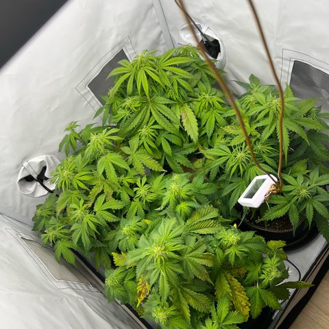 Gorilla Glue Auto growlog timeline photo