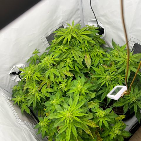 Gorilla Glue Auto growlog timeline photo