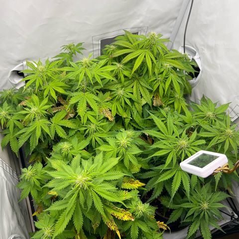 Gorilla Glue Auto growlog timeline photo