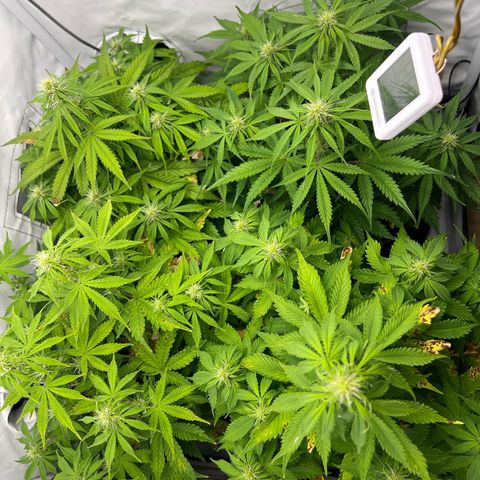 Gorilla Glue Auto growlog timeline photo