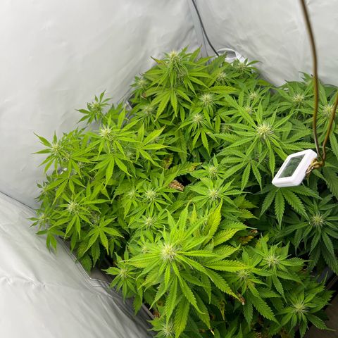 Gorilla Glue Auto growlog timeline photo