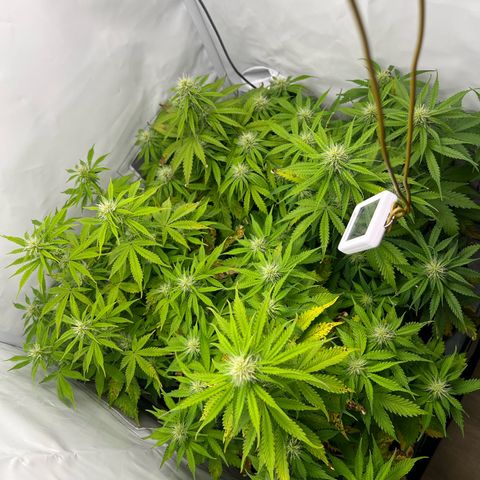 Gorilla Glue Auto growlog timeline photo