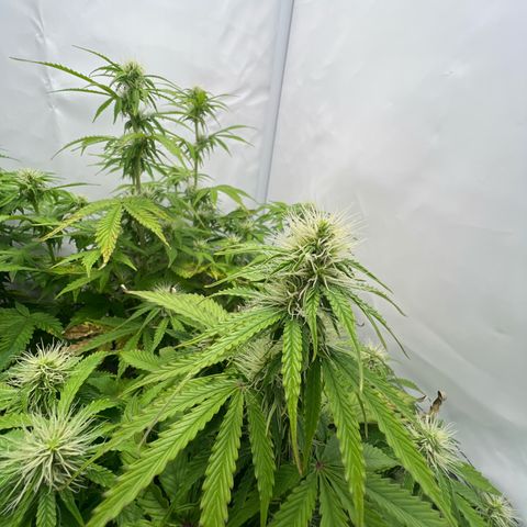 Gorilla Glue Auto growlog timeline photo