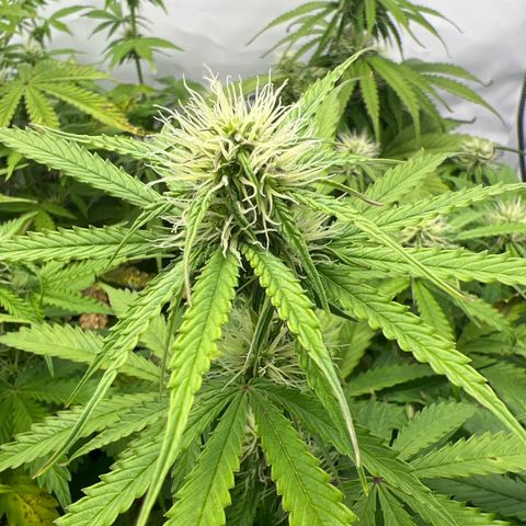 Gorilla Glue Auto growlog timeline photo