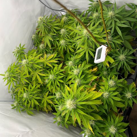 Gorilla Glue Auto growlog timeline photo