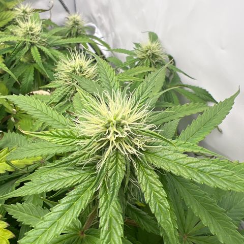 Gorilla Glue Auto growlog timeline photo