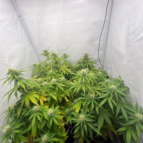 Gorilla Glue Auto growlog timeline photo