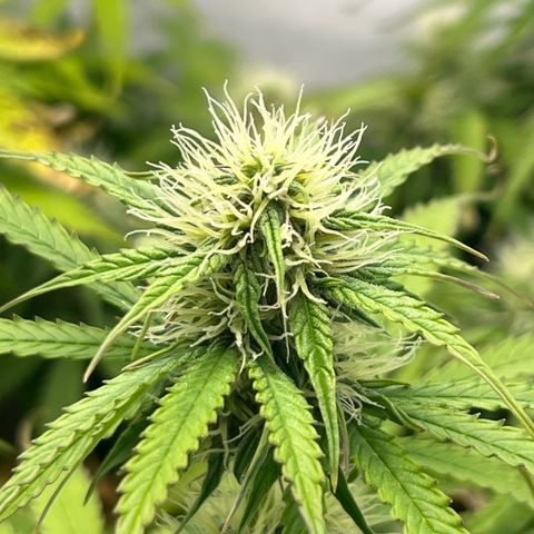 Gorilla Glue Auto growlog timeline photo