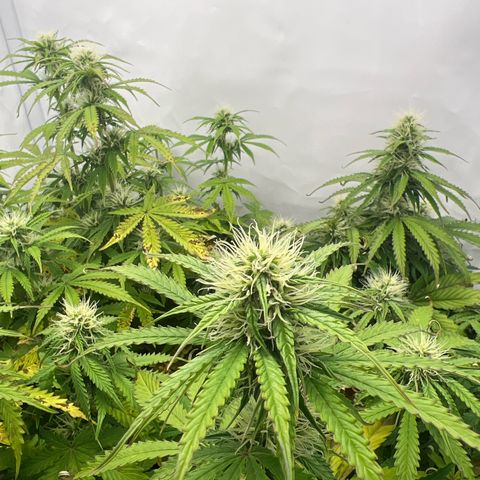 Gorilla Glue Auto growlog timeline photo