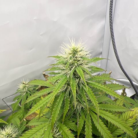 Gorilla Glue Auto growlog timeline photo