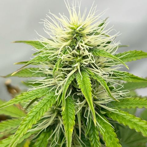 Gorilla Glue Auto growlog timeline photo