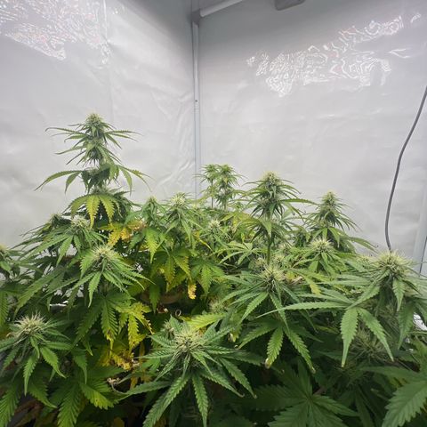 Gorilla Glue Auto growlog timeline photo