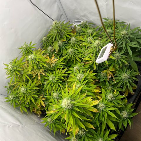 Gorilla Glue Auto growlog timeline photo