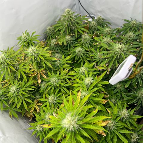 Gorilla Glue Auto growlog timeline photo