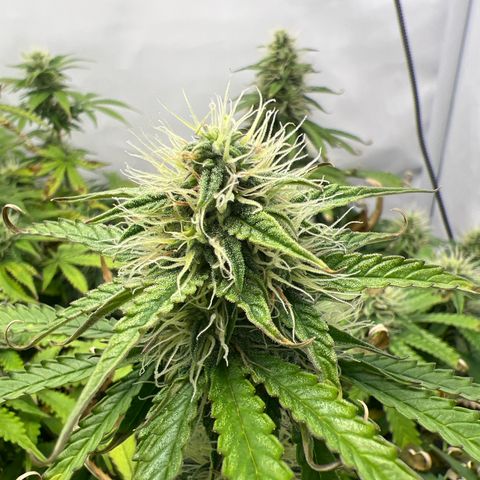 Gorilla Glue Auto growlog timeline photo