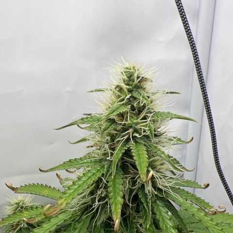 Gorilla Glue Auto growlog timeline photo
