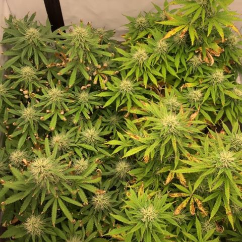 Gorilla Glue Auto growlog timeline photo