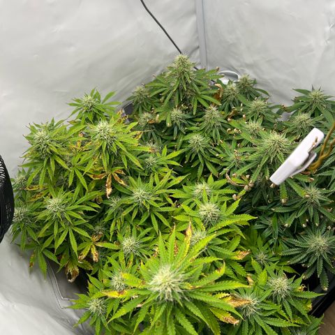 Gorilla Glue Auto growlog timeline photo