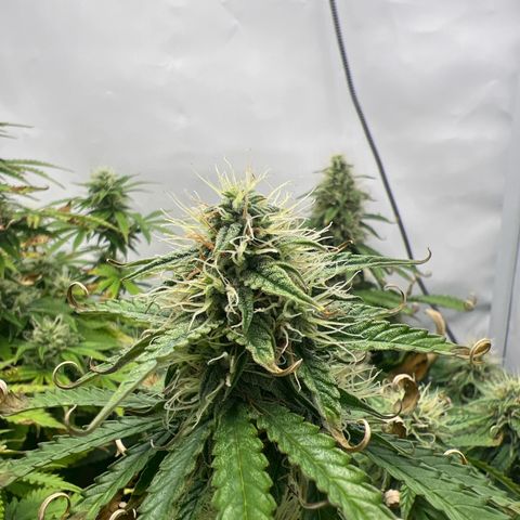 Gorilla Glue Auto growlog timeline photo