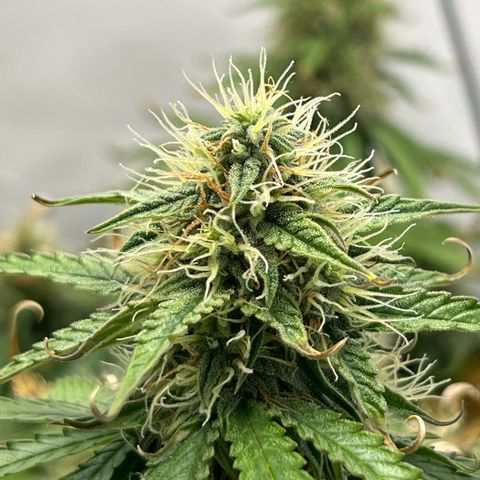 Gorilla Glue Auto growlog timeline photo