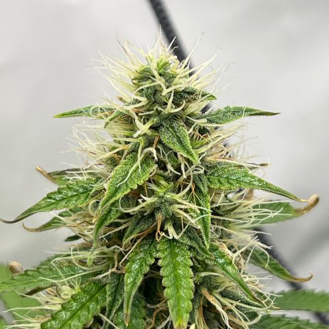 Gorilla Glue Auto growlog timeline photo