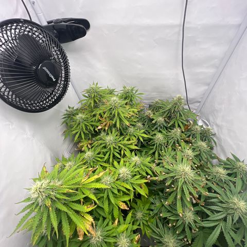 Gorilla Glue Auto growlog timeline photo