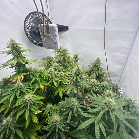 Gorilla Glue Auto growlog timeline photo