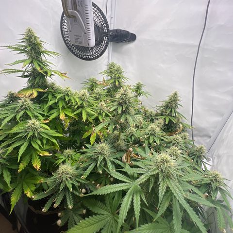 Gorilla Glue Auto growlog timeline photo