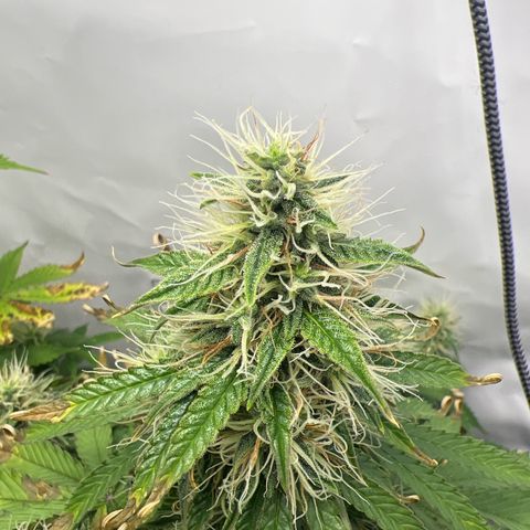 Gorilla Glue Auto growlog timeline photo