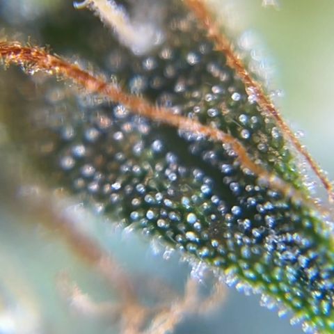 Gorilla Glue Auto growlog timeline photo
