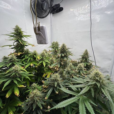 Gorilla Glue Auto growlog timeline photo