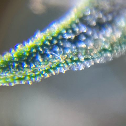 Gorilla Glue Auto growlog timeline photo