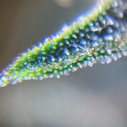 Gorilla Glue Auto growlog timeline photo