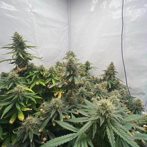 Gorilla Glue Auto growlog timeline photo
